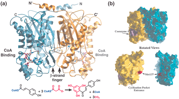 Structure, CoA binding, and overall reaction of chalcone synthase (CHS). (a) Each monomer is colored in gold and blue, respectively, in this ribbon diagram. The N- and C-termini for each monomer are indicated. CoA is depicted as a stick diagram while the position of the active site cysteine is highlighted by *. The bottom panel shows the overall reaction catalyzed by CHS with the malonyl derived portions of chalcone shown in red. (b) Molecular surface representation of the CHS-CoA complex oriented as shown in (a). In the bottom panel, the two CHS monomers are separated and rotated slightly to highlight the flat dimerization interface along with the methionine side-chain and dyad related hole in the backside of the CHS active site.