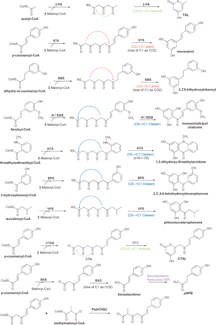 Comparison of the reactions and products of known divergent plant type III polyketide synthases (see text for details). The position and type of cyclization reaction (Claisen, aldol, or lactone) of each presumed linear polyketide intermediate is depicted. One reaction that is not catalyzed by a type III PKS, namely the reduction of benzalacetone to pHPB by benzalacetone reductase (BR), is also included. Other post-PKS modifications are shown in Fig. 13.