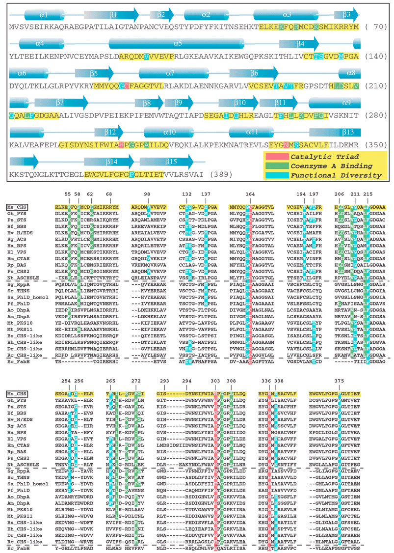 (see previous page) Annotated sequence and secondary structure of alfalfa CHS. Key sections, highlighted in yellow, are aligned against the functionally divergent plant and bacterial type III PKSs, bacterial type III PKSs of unknown function (see text), as well as the evolutionarily related KAS III enzyme (FabH) from E. coli. CHS's catalytic triad, residues that contact bound CoA, and other residues important for functional diversity are highlighted in red, green, and blue, respectively. For clarity, only identical residues in the equivalent positions of the aligned sequences are highlighted, even though in some cases conservative substitutions may play an equivalent mechanistic role. Plant sequences:Ms_CHS
=
Medicago sativa
(alfalfa) chalcone synthase, accession P30074; Gh_PYS
(a.k.a. 2-PS)
=
Gerbera hybrida
(daisy) methylpyrone synthase, accession CAA86219; Ps_STS
=
Pinus sylvestris
(scots pine) pinosylvin-forming stilbene synthase, accession CAA43165; Bf_BBS
=
Bromheadia finlaysoniana
(orchid) bibenzyl synthase, accession CAA10514; Hv_H/EDS
=
Hordeum vulgare subsp. vulgare
(barley) homoeriodictyol/eriodictyol chalcone synthase, accession CAA70435; Rg_ACS
=
Ruta graveolens
(common rue) acridone synthase, accession S60241; Ha_BPS
=
Hypericum androsaemum
(tutsan) benzophenone synthase, accession AAL79808; Hl_VPS
=
Humulus lupulus
(hop) valerophenone synthase (a.k.a. phloroisovalerophenone synthase), accession BAB12102; Hm_CTAS
=
Hydrangea macrophylla var. thunbergii
(hydrangea) coumaroyl triacetic acid synthase, accession BAA32733; Rp_BAS
=
Rheum palmatum
(rhubarb) benzalacetone synthase (a.k.a. p-hydroxyphenylbutenone synthase), accession AAK82824; Ps_CHS2
=
Pinus strobus
(white pine) CHS-like protein, accession CAA05214); Nt_ASCHSLE
=
Nicotiana sylvestris anther-specific CHS-like enzyme, accession CAA74847. Bacterial sequences: Sg_RppA
=
Streptomyces griseus 1,3,6,8-tetrahydroxynaphthalene synthase, accession BAA33495; Sc_THNS
=
Streptomyces coelicolor 1,3,6,8-tetrahydroxynaphthalene synthase, accession CAC01488; Sa_PhlD_homol
=
Streptomyces avermitilis putative PhlD homologue, accession BAB69299; Pf_PhlD
=
Pseudomonas fluorescens PhlD (see text), accession AAB48106, Ao_DhpA =Amycolatopsis orientalis dihydroxyphenylacetate synthase, accession T17474; Am_DhpA =Amycolatopsis mediterranei dihydroxyphenylacetate synthase, accession CAC48378; Mt_PKS10
=
Mycobacterium tuberculosis CHS-like protein, accession CAB06631; Mt_PKS11
=
Mycobacterium tuberculosis CHS-like protein, accession CAB09101; Bs_CHS-like
=
Bacillus subtilis CHS-like protein, accession NP_390087; Bh_CHS-like
=
Bacillus halodurans CHS-like protein, accession NP_241483; Dr_CHS-like
=
Deinococcus radiodurans CHS-like protein, accession AAF11641; Rc_CHS-like
=
Rhodospirillum centenum
“CHSA” CHS-like protein, accession AAD43969. KAS III sequence: Ec_FabH
=
Escherichia coli KAS III (see text), accession NP_415609.