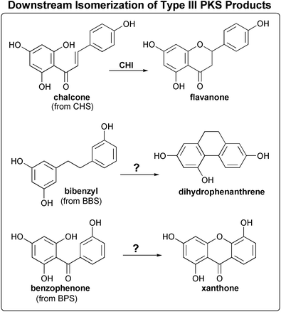 The similar (post-PKS) cyclization reactions of three plant type III PKS natural products (see text for details).