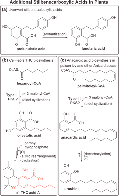Additional known stilbenecarboxylic acids discussed in Section 3.3.1 (see also Fig. 15) from: (a) liverworts, (b) marijuana, and (c) poison ivy and related species.