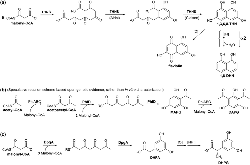 Known bacterial type III PKS enzyme reactions (see Sections 4.2.1 to 4.2.3). Type III PKS enzymes (THNS, PhlD, and DpgA) are shown in boldface. (a) Reaction of THNS leading to 1,3,6,8-tetrahydroxynaphthalene. Derivation of both flaviolin and 1,8-dihydroxynaphthalene natural products from 1,3,6,8-THN are also shown (see text). (b) PhlD's apparent role in the biosynthesis of monoacetylphloroglucinol (MAPG) and diacetylphloroglucinol (DAPG). (c) Reaction of DpgA leading to dihydroxyphenylacetate (DHPA). Additional enzymes further modify this product to form the unusual amino acid dihydroxyphenylglycine (DHPG), which is then incorporated into vancomycin-related antibiotics (see Fig. 19).