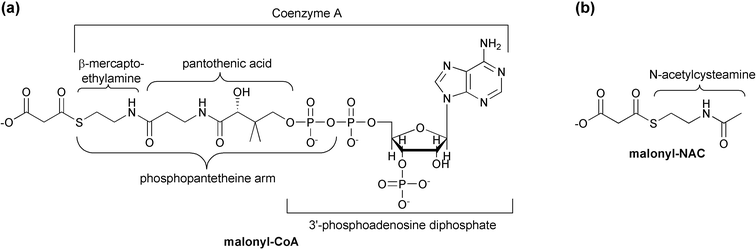 (a) Structure and composition of malonyl-CoA. Note the phosphopantetheine arm also utilized by ACP (acyl carrier protein). (b) A NAC (N-acetylcysteamine) synthetic thioester.