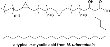 Branched structure of a typical mycolic acid from Mycobacterium tuberculosis.