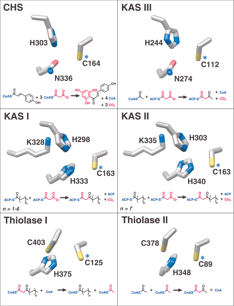 Catalytic active site residues and overall reactions of αβαβα-fold enzyme families. Blue asterisks identify the conserved catalytic cysteines also denoted in Fig. 5. Red is used to track the incorporation or removal of acetate units in the various reactions.