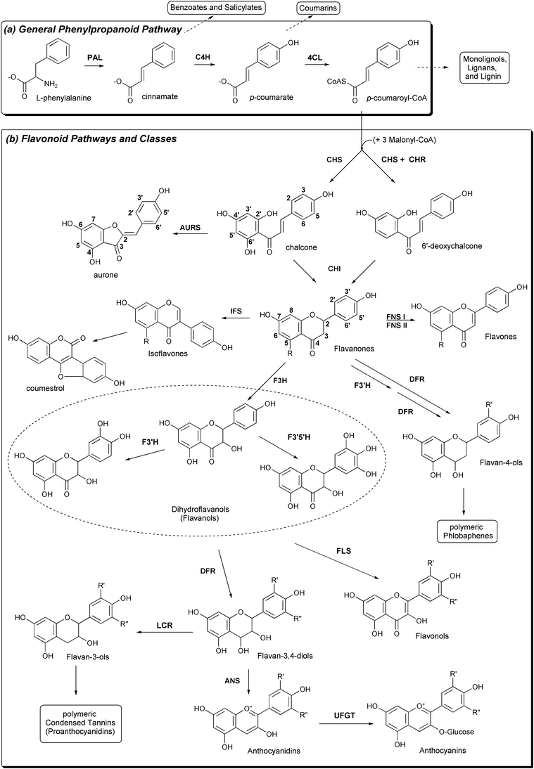 Plant pathways relevant to CHS and resulting classes of natural products. (a) The general phenylpropanoid pathway. (b) CHS and its importance in flavonoid biosynthesis. Note the different numbering conventions for chalcones and flavanones.