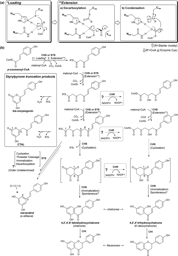 CHS chemistry, reaction intermediates, and related products. (a) Our current understanding of CHS substrate loading, malonyl decarboxylation, and polyketide extension. (b) CHS reaction intermediates, truncation products, and possible routes to reduced chalcones are shown in the bottom panel. The related STS reaction (see text) is included for comparison.