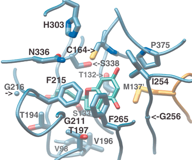 Buried active site cavity of CHS with naringenin bound. View is from the outside, looking through the CoA-binding tunnel. The interface of the active site cavity and the CoA-binding tunnel is mediated by the “gatekeeper” phenylalanines at positions 215 and 265. Other active site residues discussed in the text are also shown.