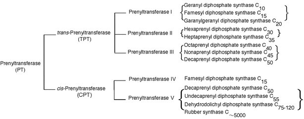 Classification of the enzymes that catalyze prenyl chain elongation.