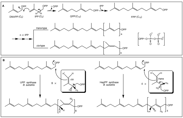 (A) Schematic drawing of the reactions catalyzed by prenyltransferase. (B) Absolute stereochemistry of cis- (left) and trans- (right) prenyltransferase reaction.