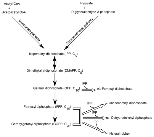 Biosynthetic pathway for cis-prenyl chain elongation. Open arrows indicate the reactions catalyzed by cis- prenyltransferases (CPTs).