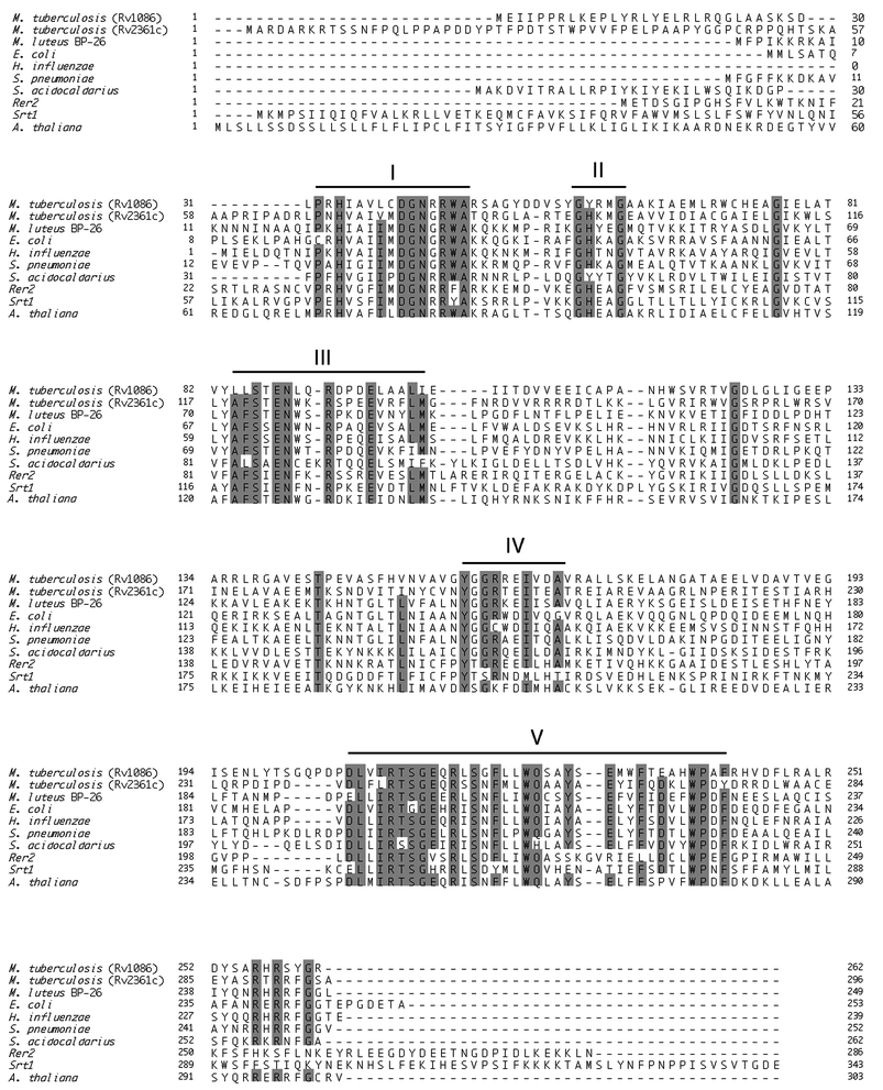 Multialignment of the amino acid sequences of 10 proteins that have been identified as CPTs. In the figure, five conserved regions are indicated and identical amino acid groups are shaded. Sequences: M. tuberculosis Rv1086 (16), M. tuberculosis Rv2361c (16), M. luteus B–P 26 (GenBank accession number AB004319), E. coli
(Swiss-Prot Q47675), H. influenzae
(Swiss-Prot P444938), S. pneumoniae
(33), S. acidocaldarious
(GenBank accession number AB048249), Rer2
(Swiss-Prot P35196), Srt1
(Swiss-Prot Q03175), A. thaliana
(GenBank accession number AF162441).