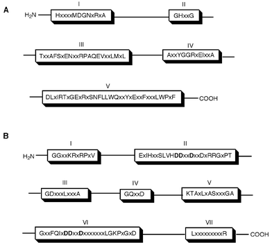 Comparison of conserved regions between cis- (A) and trans- (B) type prenyl chain elongating enzyme.