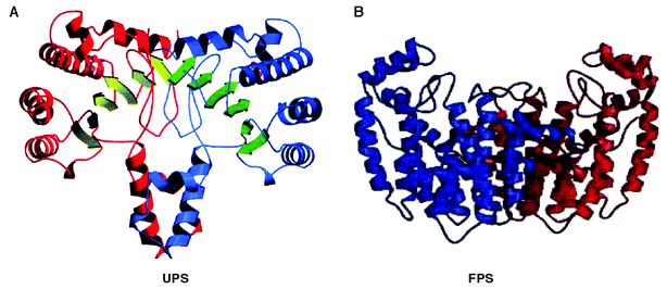 A ribbon representation of (A)
M. luteus B–P 26 UPP synthase and (B) avian FPP synthase. (A) Front view of dimeric structure in which α-helices and β-strands of one monomer of UPP synthase are shown in red and yellowish green arrows, and those of the other monomer are shown in blue and green arrows, respectively. A sulfate ion is also shown in each monomer as indicated by small spheres. (B) Front view of avian FPP synthase in which one monomer is shown in blue and the other in red.