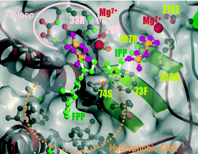 Hypothetical binding model for FPP and IPP for M. luteus B–P 26 UPP synthase. The gray envelope shows the molecular surface of the plausible active site. Carbon, oxygen and phosphorus atoms are shown in green, pink and orange, respectively. The estimated positions of the magnesium ions which are located between the diphosphate moieties of FPP and IPP and carboxyl of 29D and 216E, respectively, are shown as magenta spheres.