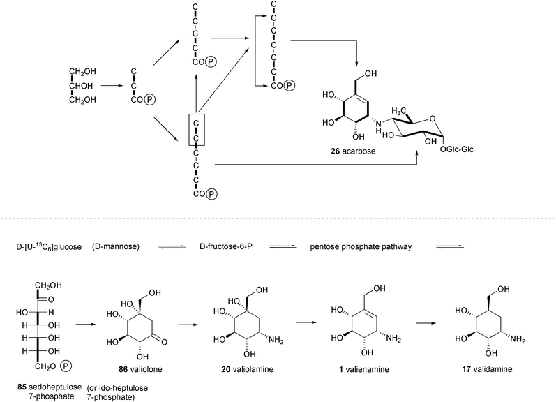 Metabolic origin of acarbose and validamycin proposed by Floss80 and Rinehart81. {The heavy bonds indicate the 13C–13C coupling patterns from [U-13C3]glycerol and D-[U-13C6]glucose, respectively}.