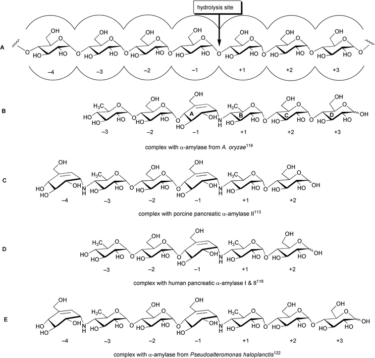 Transglycosylated species of acarbose observed in the bound complexes with α-amylases of various origins. A: An illustration of α-amylase-substrate interaction with cleavage taking place between subsites −1 and +1 (nomenclature according to Davis et al.);119 B: hexapseudosaccharide bound to α-amylase of A. oryzae; C: hexapseudosaccharide bound to porcine pancreatic α-amylase II; D: pentapseudosaccharide bound to human pancreatic α-amylases I & II; E: heptapseudosaccharide bound to α-amylase of P. haloplanctis.