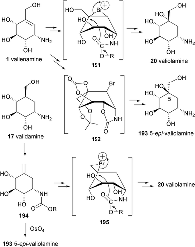 Stereoselective conversions of valienamine and validamine into valiolamine and 5-epi-valiolamine.