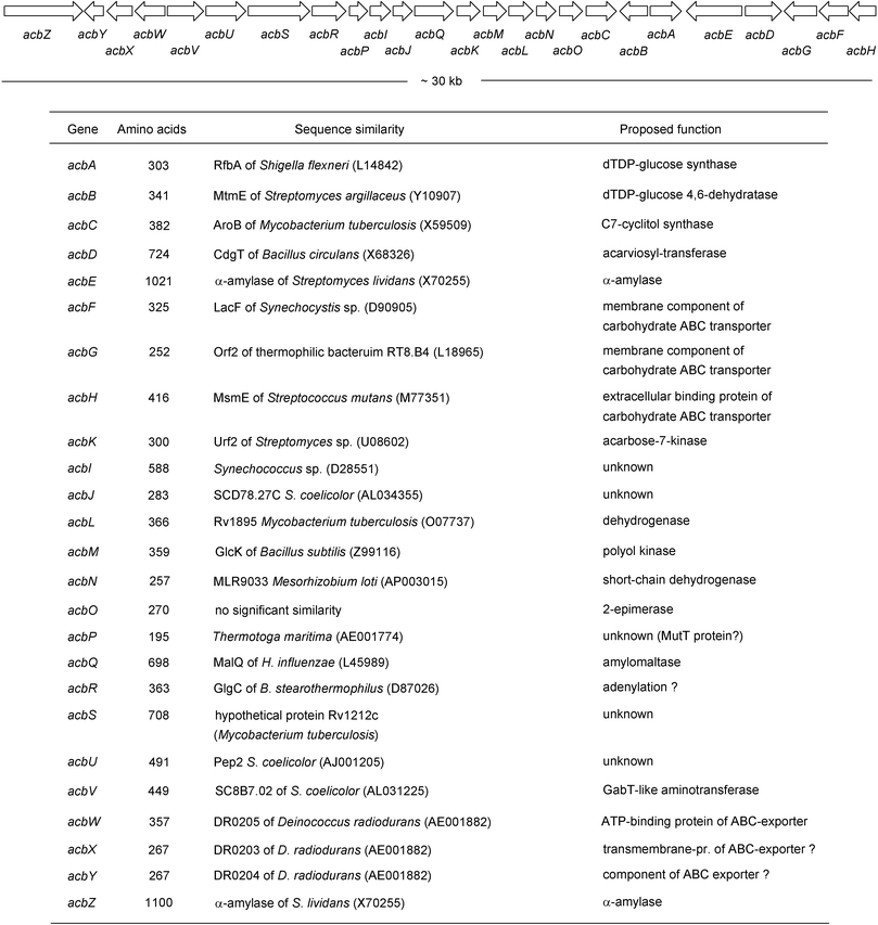 The organization of the acarbose biosynthetic genes of Actinoplanes sp. strain SE50/110 and their putative functions.