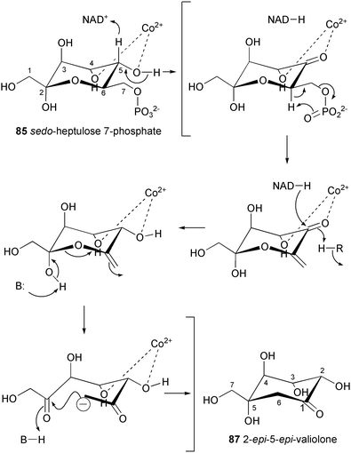 Proposed reaction mechanism of the C7-cyclitol synthase (AcbC).