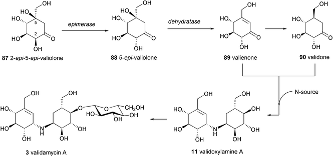 Proposed biosynthetic pathway to validamycin A.