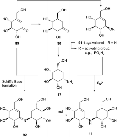 Two possible mechanisms for the formation of validoxylamine A from valienamine and validamine.