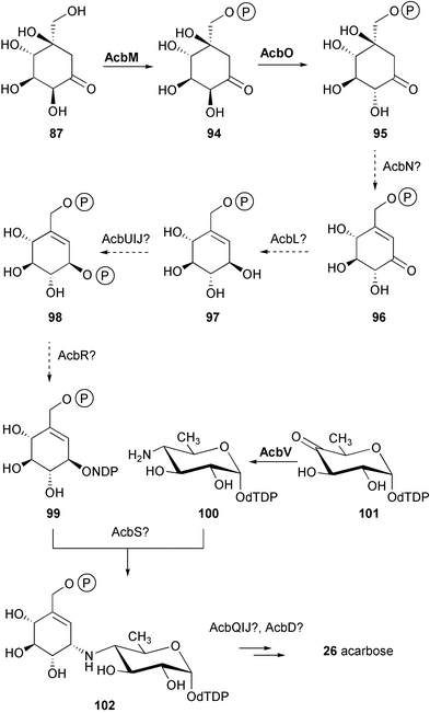 Biosynthetic pathway to acarbose proposed by Piepersberg and co-workers.92