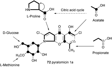 Metabolic origin of pyralomicin 1a.