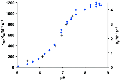 Plot of kcat/Km for the hydrolysis of N-suc-(L-Ala)3-p-nitroanilide by PPelastase (♦) and ki for N-benzoyl-β-sultam (3) with PPelastase (+) against pH. 30 °C, I
= 1.0 M (KCl), 6 % MeCN v/v and 1.5% MeOH v/v.