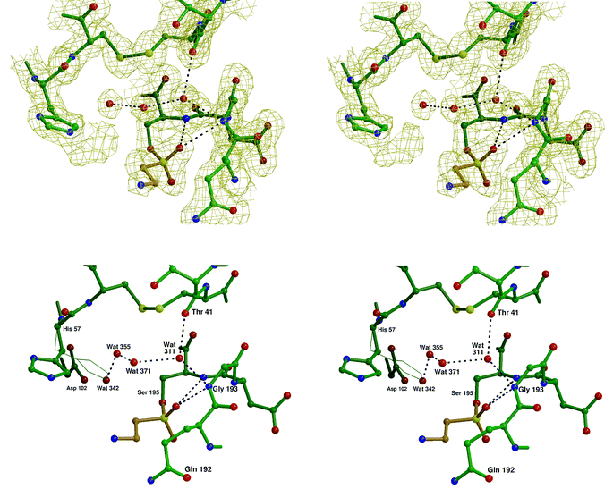 Stereo views of the active site of PPelastase (in green) showing N-benzoyl- β-sultam (3)
(in beige) covalently linked via a sulfonate ester to Ser-195 and the ‘native’ position of His-57 in thin lines. The top picture shows the 2mFo
−
DFc electron density map contoured at 1 σ. Wat-342 has not been included so that the ‘extra’ density extending from Nε2 of His-57 can be seen more clearly. The bottom picture shows the ‘native’ position of His-57 in thin lines.