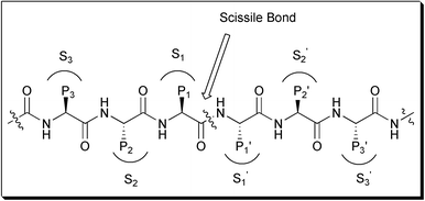 Standard nomenclature P1⋯Pn, P1′⋯Pn′ is used to designate amino acid residues of peptide substrates. The corresponding binding sites on the protease are referred to as S1⋯Sn, S1′⋯Sn′ subsites.