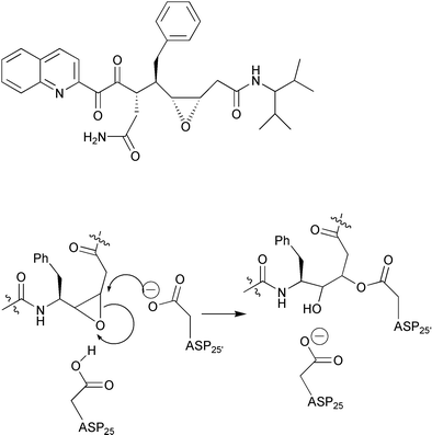 Representative structure of HIV protease inhibitor based on a peptide isostere containing cis-epoxide and mechanism of alkylation at the active site aspartic residue.