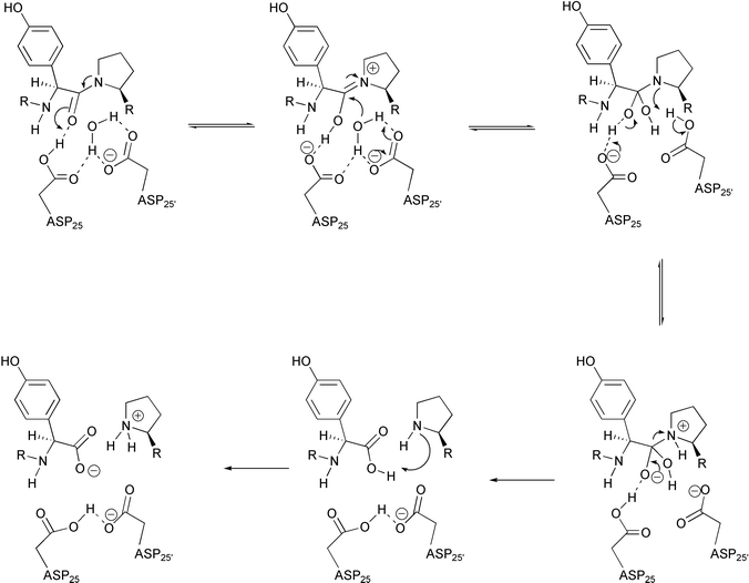 Proposed mechanism for HIV PR catalysis based on kinetic and structural data.
