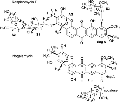 Structures of respinomycin D and nogalamycin. The numbering scheme adopted is indicated with the sugar residues of the former labelled S1, S2 and S3 and AG for the aminoglucose sugar. The stereochemical information for nogalamycin is based on the X-ray data of Arora,24 while that of respinomycin is derived from the NMR data described previously by Ubukata et al.20–22 and in this work.