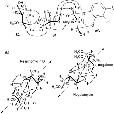 (a) Schematic illustration of observed NOEs between the aminoglucose (AG) sugar and the pendant sugars S1 and S2 derived from 2D NOESY data (300 ms mixing time) of the drug in D2O solution (pH 5.0, 298K); (b) observed NOEs between ring A and S3 of respinomycin D from the same NOESY data set compared with data for nogalamycin collected under similar conditions; S3 and the nogalose sugar in the two antibiotics are attached on opposite faces of ring A but give an analogous pattern of NOEs. Arrows indicate the direction of the DNA minor groove.