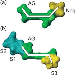 Space filling representation of respinomycin D and nogalamycin demonstrating the relative orientation of the various sugar components with respect to the plane of the aglycone ring. In (a) AG and nogalose sugars are located on the same face of the aglycone; in (b) the AG and S3 sugars are on different faces “pointing” in opposite directions. Substitution of S3 at the C10 position of ring A and the nogalose at the C7 position (see Fig. 1) ensures that the right-handed twisted conformation is conserved.