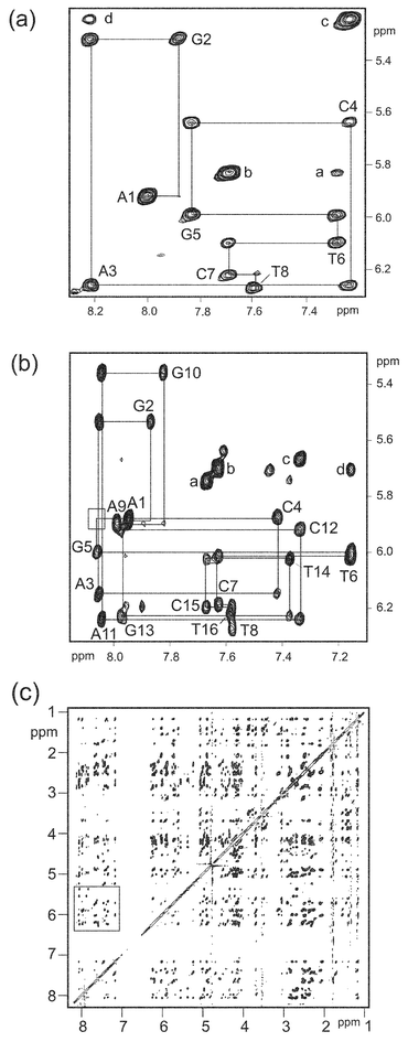 2D NOESY data (300 ms mixing time) at 298 K in D2O of (a) free d(AGACGTCT)2 showing the base H6/H8 ↔ deoxyribose H1′sequential assignment pathway; intranucleotide NOEs are labelled according to position in the sequence (A1-G2-A3-C4-G5-T6-C7-T8); (b) same assignment pathway for the respinomycin D–d(AGACGTCT)2 complex; the bound drug lifts the dyad symmetry of the duplex such that the two strands are no longer equivalent. Each strand now has its own sequential assignment pathway with the two strands labelled A1-G2-A3-C4-G5-T6-C7-T8 and A9-G10-A11-C12-G13-T14-C15-T16. The box represents the position of the unobserved sequential connectivity between C4↔G5. Other peaks are labelled as follows: in (a) a, C7H5↔T6H6; b, C7H5↔C7H6; c, C4H5↔C4H6; d, C4H5↔A3H8, and in (b) a, C15H5↔C15H6; b, C7H5↔C7H6; c, C12H6↔AG-H1 d, C7H5↔T6H6. (c) NOESY data of the respinomycin D complex showing the large chemical shift dispersion; boxed region shown expanded in (b).