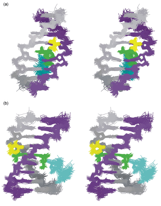 Stereo pairs illustrating 50 NMR structures of the respinomycin D–d(AGACGTCT)2 complex (snap shots every 10 ps over 500 ps of restrained molecular dynamics)
(a) view into the major groove illustrating the geometry of the intercalation site; (b) view side-on showing the drug threading through the DNA helix with S3 (yellow) located in the minor groove and the S1–S2 disaccharide (blue) dangling in the major groove.