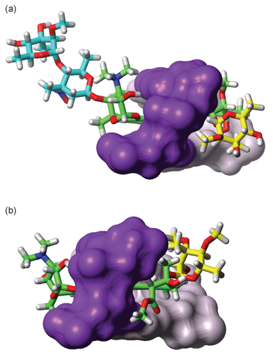 (a) Structure of the respinomycin D–d(AGACGTCT)2 complex illustrating details of the intercalation site. Only the CG base pairs at the binding site are shown. The drug threads through the helix with S3 (yellow) located in the minor groove (right); the hydroxy groups on the C3 and C4 positions of S3 are solvent exposed while the methyl and methoxy groups make hydrophobic contacts in the minor groove. The C2–OH of the AG sugar (right; green) hydrogen bonds to the G5 N7, while the disaccharide S1–S2 (blue) is extended away from the major groove into solution; (b) similar view of the structure of the nogalamycin–d(ATGCAT)2 complex showing the bound orientation of the antibiotic across the TpG (CpA) intercalation site (from reference 17; PDB code 1qch).
