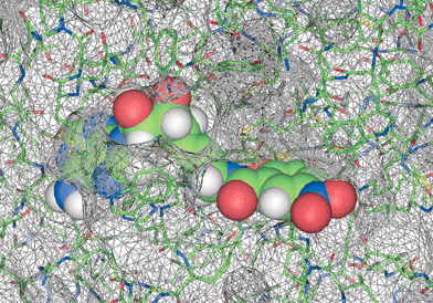 The active site region in the X-ray crystal structure of the ternary complex between COMT, Mg2+ ion and inhibitor 2. Space filling representation of 2 and solvent-accessible surface of COMT. It is clearly seen how the indole ring of Trp143 shields the adenosine and linker binding from exterior solvent.