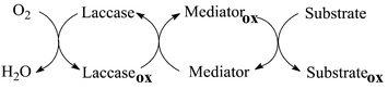 The role of a mediator on laccase activity.