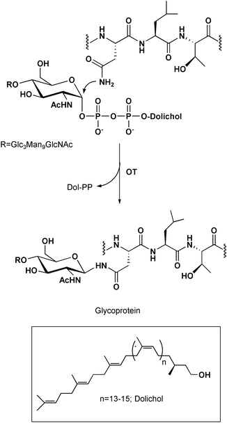The co-translational transfer of a dolichol-linked tetradecasaccharide to an asparagine side chain catalyzed by oligosaccharyl transferase.
