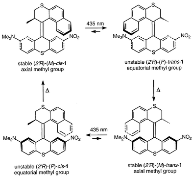 Unidirectional rotation of a donor–acceptor substituted molecular motor consisting of four distinct stages.