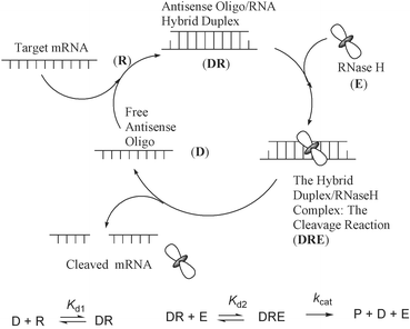 The catalytic RNase H promoted cleavage of the target mRNA through the formation of an antisense oligonucleotide–RNA hybrid duplex. The kinetic scheme of the RNase H hydrolysis is shown in the bottom part of the cartoon, where D is AON (antisense oligo); R is the target RNA; Kd1 is the equilibrium constant of dissociation of the heteroduplex DR; Kd2 is equilibrium constant of dissociation of the substrate–enzyme complex DRE.