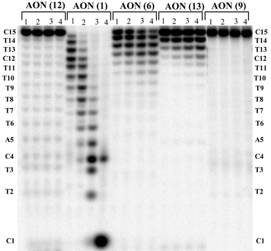 PAGE analysis of the snake venom phosphodiesterase (SVPDE) degradation of AONs 1, 6, 9, 12 and 13. Lanes 1 to 4 represent the time points after 15 min, 30 min, 1 h and 3 h of reaction. The % of AON left after 1 h of incubation with enzyme: 0% of AON 1, 95% of AON 12, 20% of AON 6, 60% of AON 13 and 97% of AON 9.