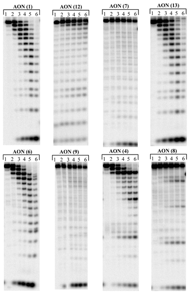 PAGE analysis of the degradation of AON 1, 12, 7, 13, 6, 9, 4 and 8 in human serum. Lanes 1 to 6 represents the time points after 0, 5, 15 and 30 min, 1 h and 2 h of reaction. The % of AON left after 1 h of incubation: 0% of AON 1, 63% of AON 12, 62% of AON 7, 0% of AON 13, 0% of AON 6, 64% of AON 9, 0% of AON 4 and 68% of AON 8.