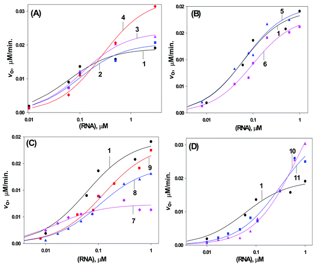 Initial velocity of the hydrolysis of the 15mer target RNA 14)in the AON (1–11)–RNA hybrids by RNase H as a function of the RNA concentration (logarithamic scale). Curves 1–11 correspond to the hybrid duplex formed by AONs 1–11 respectively. A: for unconjugated T̲ oxetane modified AONs 2–4. B: for unconjugated C̲ oxetane modified AONs 5 & 6. C: for DPPZ conjugated AONs 7–9. D: for cholesterol conjugated AONs 10, 11. Conditions of cleavage reaction: AONs (5 µM) and RNA 14 in buffer, containing 60 mMTris-HCl (pH 7.5), 60 mM KCl, 10 mM MgCl2 and 1 mM DTT at 21 °C, 0.06 U of RNase H. Total reaction volume is 30 µl.