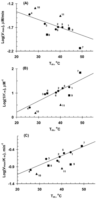 The plot of catalytic activity [log (Vmax)]
(A), binding affinity [log (1/Km)]
(B) and effective activity [log(Vmax/Km)]
(C) of RNase H versus thermostability (Tm) of the C̲ and T̲ modified AON–RNA duplexes and their DPPZ and cholesterol conjugates. Linear correlation was found for all unconjugated AONs (1–6)–RNA duplexes, except for the DPPZ (■) and cholesterol (▲) conjugates 7–11. Note, those AONs (7–11) marked with (■) and (▲) are not included in the correlation equation. Correlation coefficients (R2) for the plots are: 0.92 for (A), 0.82 for (B) and 0.88 for (C).