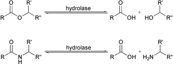 Reagents for (ir)reversible enzymatic acylations - Organic & Biomolecular Chemistry (RSC Publishing) DOI:10.1039/B302109B
