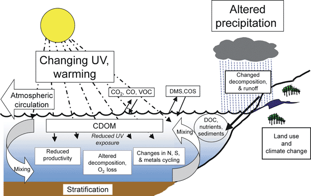Aquatic biogeochemical cycles affected by UV radiation and their interaction with other co-occurring environmental changes such as global warming and land use change. Key: DMS dimethyl sulfide; CDOM colored dissolved organic matter, the primary UV absorbing substance in aquatic environments; DOC dissolved organic carbon (see text for explanation).
